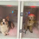 더 빛나개 이미지