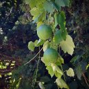 하늘타리 이미지