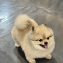 룰루막창대명점