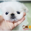 오케이독 이미지