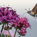 하강화분
