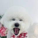 단비네 애견미용 이미지