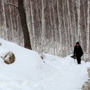 원대리 자작나무숲 이미지