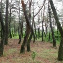 소나무숲 이미지