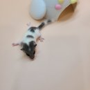 와우펫앤쥬(기장점) 이미지