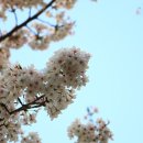 봄꽃 (산경산악) 이미지