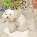 강아지하네스 오호부띠끄 지젤하네스 추천 후기