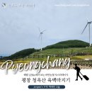 [강원도 평창] 청옥산 육백마지기 샤스타데이지