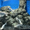 경포아쿠아리움박물관 이미지