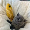 묘하우스 이미지