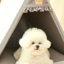 강아지집 이미지