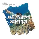 [24.11] 보홀 필수코스 호핑투어, 보홀션 샤인호핑투어 후기