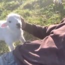 대자연목장 이미지