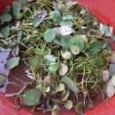 심지농장 이미지