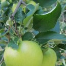 행복애농원 이미지