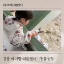 (주)행복한농장 | 강릉 아이랑 여행 필수 코스 대관령아기동물농장