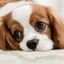 멍멍&DOG 이미지