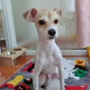 두리애견용품 이미지