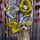 다원하개 이미지