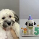 부산 칸타삐야 강아지 생일 케이크 주문후기
