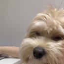 아이벳 | 강아지 눈곱, 냄새 완화시키는 메디아이드롭 후기