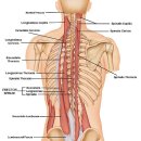 척추기립근 설명 이미지