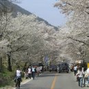 [봄여행정보]쌍계사 화개십리 벚꽃 - 경남 하동군 이미지