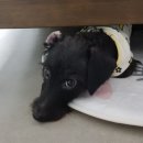 강아지와 고양이의 구멍가게 이미지