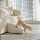 트렌디스텝 | 초코펫하우스 강아지계단 라운드 논슬립스텝 40 2단 고양이 미끄럼방지 정품 빠른배송