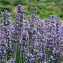 사라실 라벤더 단지 이미지