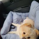 프로펫애견샵 이미지