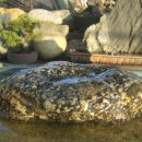 호피농장 이미지