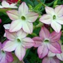 꽃담배(Flowering Tabacco Plant) 꽃말;그대 있어 외롭지 않네 이미지