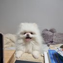 애견미용실 꽃개 이미지