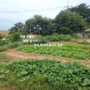 서산시고북면/ 천수만조망 철근콘크리트 슬래브주택 291평 2억1천만. 이미지