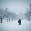 유일에 대한 묵상 | 빈센트 반 고흐 '꽃 피는 과수원' 묵상 – 역대하 7장 14절 회복의 약속