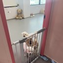 써니애견 이미지