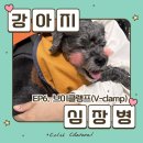 브이케어동물병원 | 강아지 심장병 브이클램프(V-clamp) 수술법 (비용, 장점 단점, 수술 이유)
