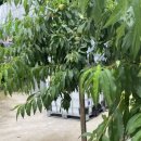 복숭아 펜션 이미지