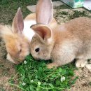 삼원농장 이미지