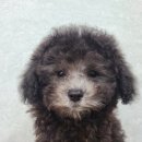 도그마루 강아지고양이 대전점 이미지