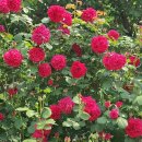 테스 (Tess) | 팬스 끝자락에서 피어난 화려한 장미 (Tess of the d&#39;Urbervilles)테스 어브 더 더버빌