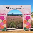천일홍축제 이미지