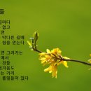 숨쉬는 행복 김선희의 오늘의 시 : 풀잎들 이미지