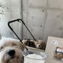 두류칼국수 이미지