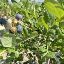 녹원농장 이미지