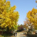 10월30일 서울대공원(호숫가둘레길~산림욕장길=과천) 이미지