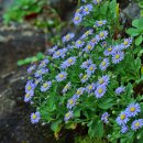 체지방에 좋은ㅡ침묵의 해국 - by 모모수계 이미지