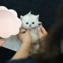 울산 고양이분양 미유펫 이미지