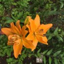주말에 피었던 백합-더치 디자인과 헐크 이미지